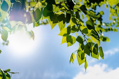 Mavi gökyüzüne ve güneşe karşı bir ağacın yeşil yaprakları. Mavi gökyüzünde yumuşak beyaz bulutlar. Ağacın yeşil yaprakları ile Güneş yumuşak ışık.