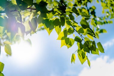 Mavi gökyüzüne ve güneşe karşı bir ağacın yeşil yaprakları. Mavi gökyüzünde yumuşak beyaz bulutlar. Ağacın yeşil yaprakları ile Güneş yumuşak ışık.