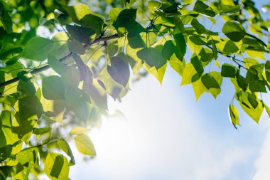 Mavi gökyüzüne ve güneşe karşı bir ağacın yeşil yaprakları. Mavi gökyüzünde yumuşak beyaz bulutlar. Ağacın yeşil yaprakları ile Güneş yumuşak ışık.