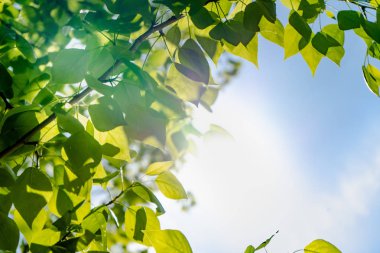 Mavi gökyüzüne ve güneşe karşı bir ağacın yeşil yaprakları. Mavi gökyüzünde yumuşak beyaz bulutlar. Ağacın yeşil yaprakları ile Güneş yumuşak ışık.