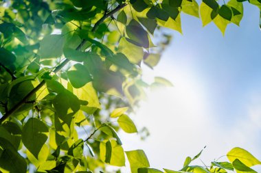 Mavi gökyüzüne ve güneşe karşı bir ağacın yeşil yaprakları. Mavi gökyüzünde yumuşak beyaz bulutlar. Ağacın yeşil yaprakları ile Güneş yumuşak ışık.