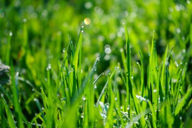 Taze yeşil çimen ile Çiy damlaları yakın. Yeşil çim üzerinde hafif sabah çiy