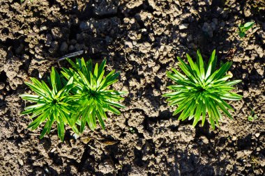 Genç Lily baharda yakın çekim yapar. Genç zambak filizleri.