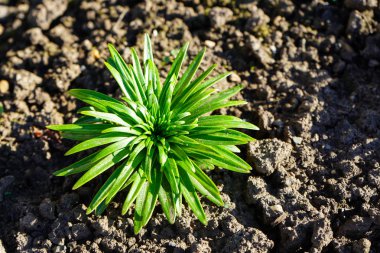 Genç Lily baharda yakın çekim yapar. Genç zambak filizleri.