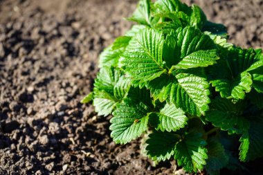 Bahçede çilek ve çiçek olmadan Çilek çalılar.