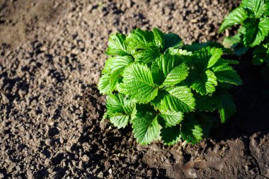 Bahçede çilek ve çiçek olmadan Çilek çalılar.