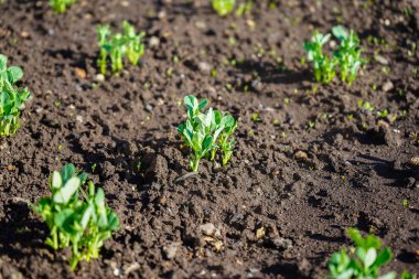 Bahçede yeşil sürgünler. Fide gerçek bir bahçede, erken ilkbaharda karanlık kompost topraktan büyüyen. Parlak yeşil ve sapları gösterir.