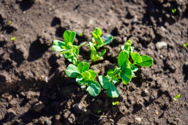 Bahçede yeşil sürgünler. Fide gerçek bir bahçede, erken ilkbaharda karanlık kompost topraktan büyüyen. Parlak yeşil ve sapları gösterir.