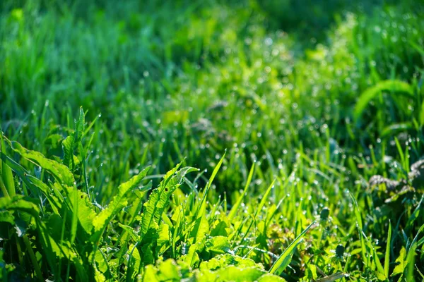 Vers groen gras met dauw druppels close-up. Lichte ochtend dauw op het groene gras — Stockfoto