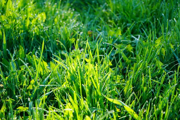 新鮮な緑の草は、露滴がクローズアップします。緑の芝生の上の光の朝の露 — ストック写真