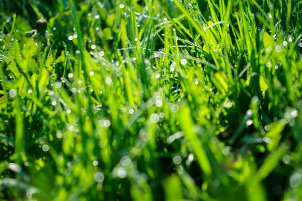 新鮮な緑の草は、露滴がクローズアップします。緑の芝生の上の光の朝の露 — ストック写真