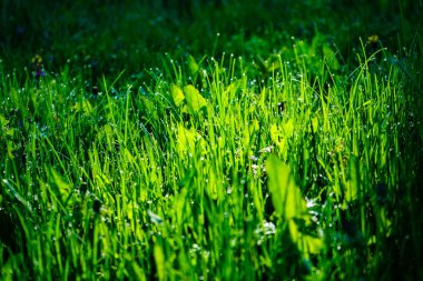 Taze yeşil çimen ile Çiy damlaları yakın. Yeşil çim üzerinde hafif sabah çiy