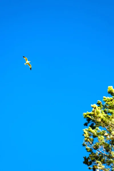 Uma bela gaivota branca e pinho no fundo de um céu azul claro. Criativa ideia de verão mínimo. Espaço de cópia — Fotografia de Stock