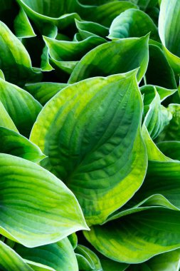 Büyük yeşil yapraklar. Arka plan-yeşil tropikal yaprakları.