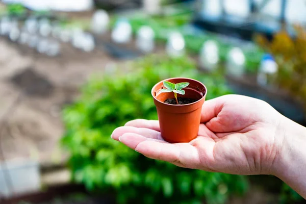 Concept: ecology, green life. Miniature flower pot in hand. A pot with a flower on the palm.