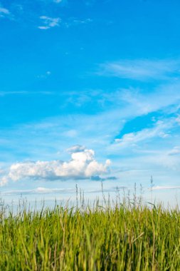 Doğal vahşi yeşil çimen ve bulutlar ile mavi gökyüzü
