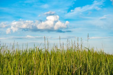 Doğal vahşi yeşil çimen ve bulutlar ile mavi gökyüzü