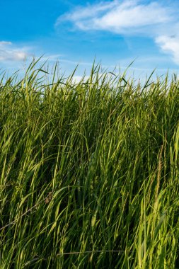 Doğal vahşi yeşil çimen ve bulutlar ile mavi gökyüzü