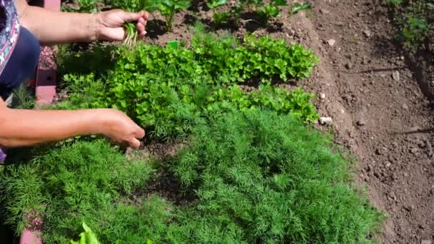 Grüne Gartenpetersilie Dill Und Salat Sammeln Sie Gemüse Aus Dem — Stockvideo