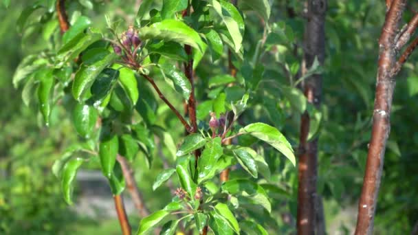 Het Behandelen Van Appelbomen Tegen Ziektes Spuiten Van Bladeren Met — Stockvideo