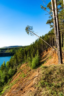 Dağın kenarında düşen ağaç. Bir tepenin kenarında çam. Yağmurlar kıyıya erot, ağaçlar yok olur ve düşer. Orman imha mahkumdur..