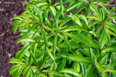 Tropikal bitkilerin yeşil yaprakları. Muhteşem sulu yeşillikler. Yeşil yaşam
