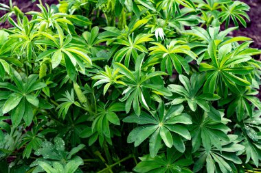 Tropikal bitkilerin yeşil yaprakları. Muhteşem sulu yeşillikler. Yeşil yaşam