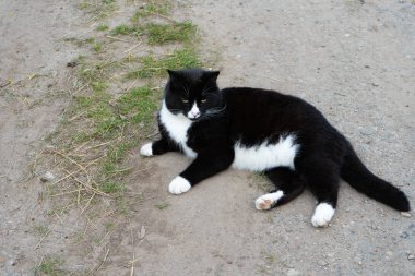 Siyah ve beyaz kedi bir yaz gününde yolda yatıyor. Close. Bir kedi siyah ve beyaz renk portresi