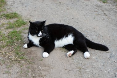 Siyah ve beyaz kedi bir yaz gününde yolda yatıyor. Close. Bir kedi siyah ve beyaz renk portresi