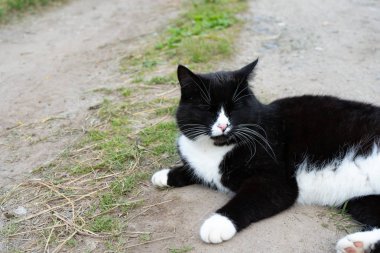Siyah ve beyaz kedi bir yaz gününde yolda yatıyor. Close. Bir kedi siyah ve beyaz renk portresi