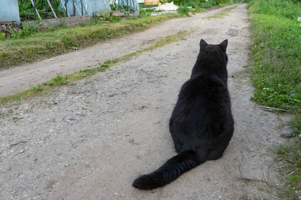 Un chat noir et blanc est assis sur un sentier un jour d'été. Gros plan. Portrait d'un chat noir et blanc — Photo