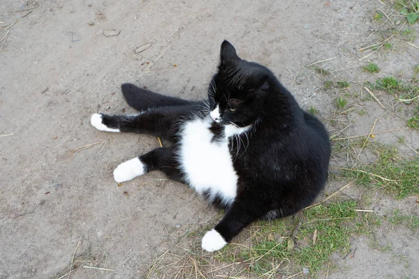 Black and white cat lying on the trail on a summer day. Close-up. Portrait of a cat black and white color