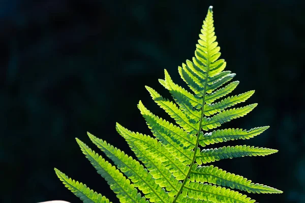 Green Beautiful leaf backlit by sunlight on dark background — Stock Photo, Image