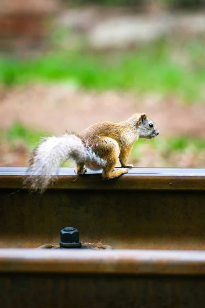 Linda ardilla gris sentada sobre un riel de ferrocarril — Foto de Stock