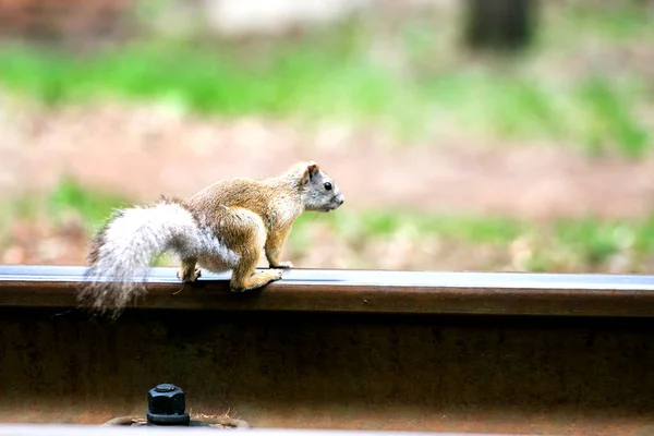 Linda ardilla gris sentada sobre un riel de ferrocarril — Foto de Stock