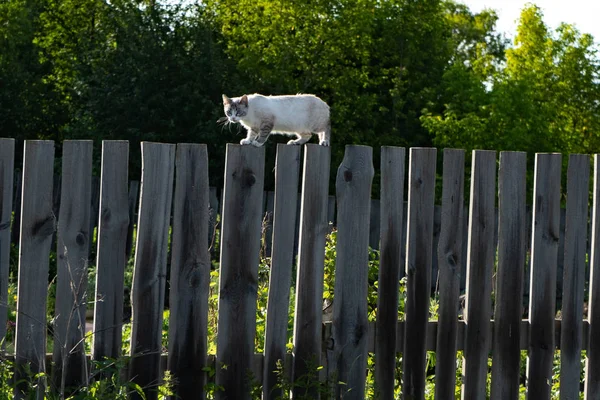 Piękny kot spacery na drewnianym ogrodzeniu w wczesnym rankiem letnim. — Zdjęcie stockowe