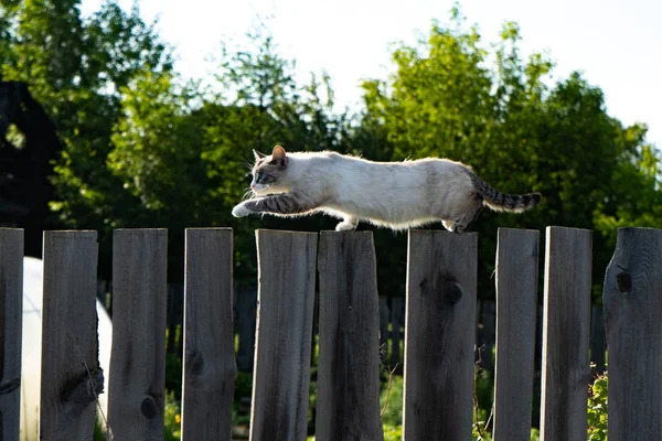 Un hermoso gato camina sobre una valla de madera en la madrugada de verano . — Foto de Stock