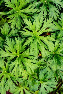 Tropikal bitkilerin yeşil yaprakları. Muhteşem sulu yeşillikler. Yeşil yaşam