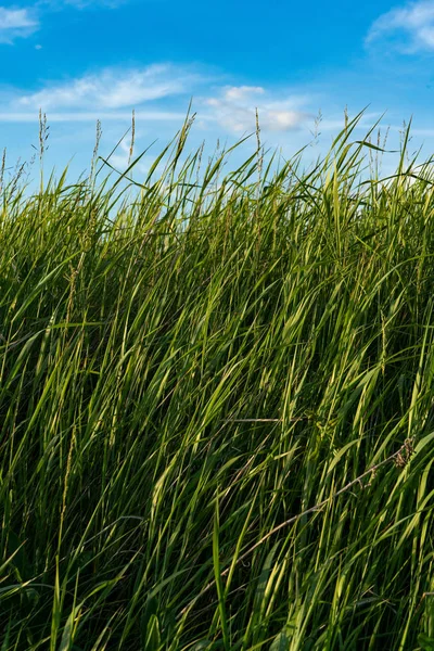 自然の野生の緑の草と雲と青い空 — ストック写真