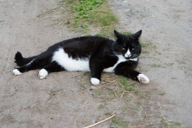 Siyah ve beyaz kedi bir yaz gününde yolda yatıyor. Close. Bir kedi siyah ve beyaz renk portresi