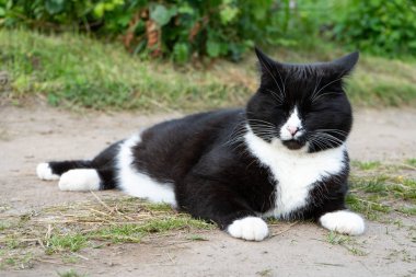 Siyah ve beyaz kedi bir yaz gününde yolda yatıyor. Close. Bir kedi siyah ve beyaz renk portresi