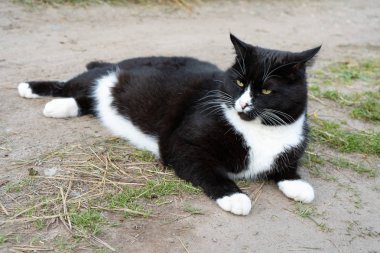 Siyah ve beyaz kedi bir yaz gününde yolda yatıyor. Close. Bir kedi siyah ve beyaz renk portresi