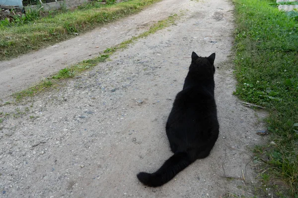 V letním dnu sedí na stopě Černobílá kočka. Close-up. Portrét černé a bílé barvy kočky — Stock fotografie