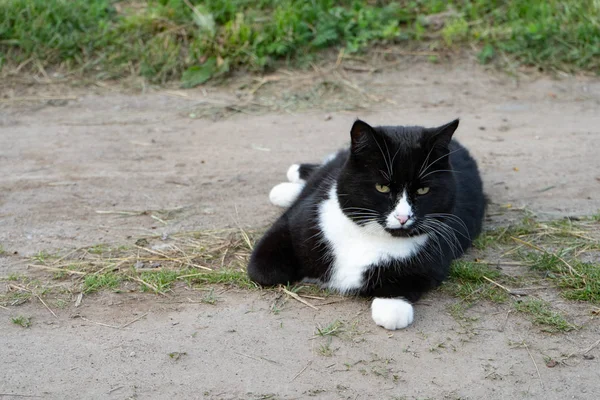 Chat noir et blanc couché sur le sentier un jour d'été. Gros plan. Portrait d'un chat noir et blanc — Photo