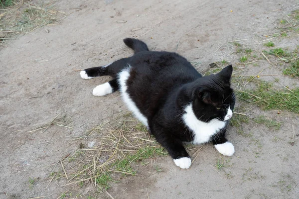 Black and white cat lying on the trail on a summer day. Close-up. Portrait of a cat black and white color