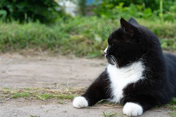 Černá a bílá kočka ležící na stezce za letního dne. Close-up. Portrét černé a bílé barvy kočky — Stock fotografie