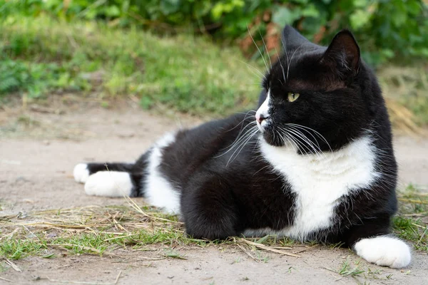 Chat noir et blanc couché sur le sentier un jour d'été. Gros plan. Portrait d'un chat noir et blanc — Photo