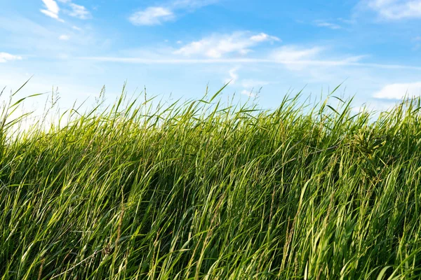 自然の野生の緑の草と雲と青い空 — ストック写真
