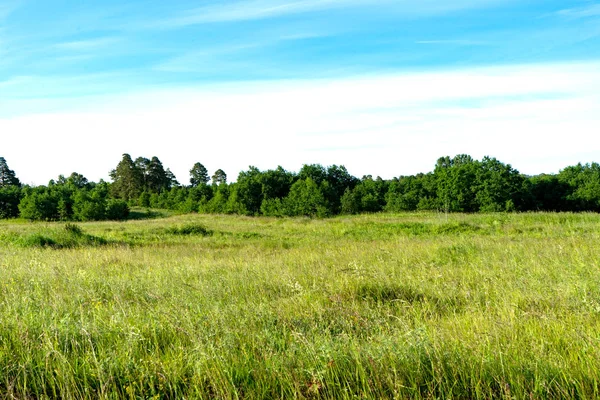 Grönt fält och blå himmel — Stockfoto