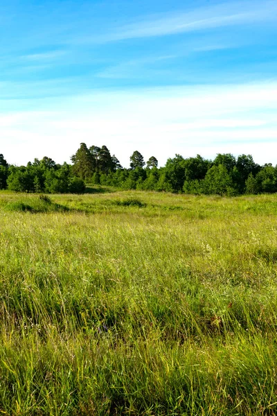 Grönt fält och blå himmel — Stockfoto